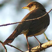 Creamy-bellied Thrush