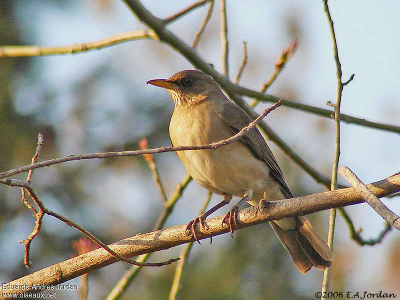 Creamy-bellied Thrushadult, identification