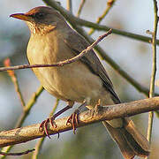 Creamy-bellied Thrush