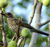 Creamy-bellied Thrush