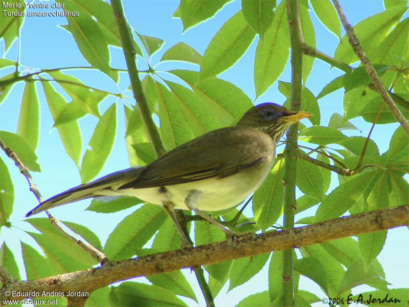 Creamy-bellied Thrushadult