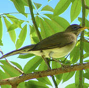 Creamy-bellied Thrush