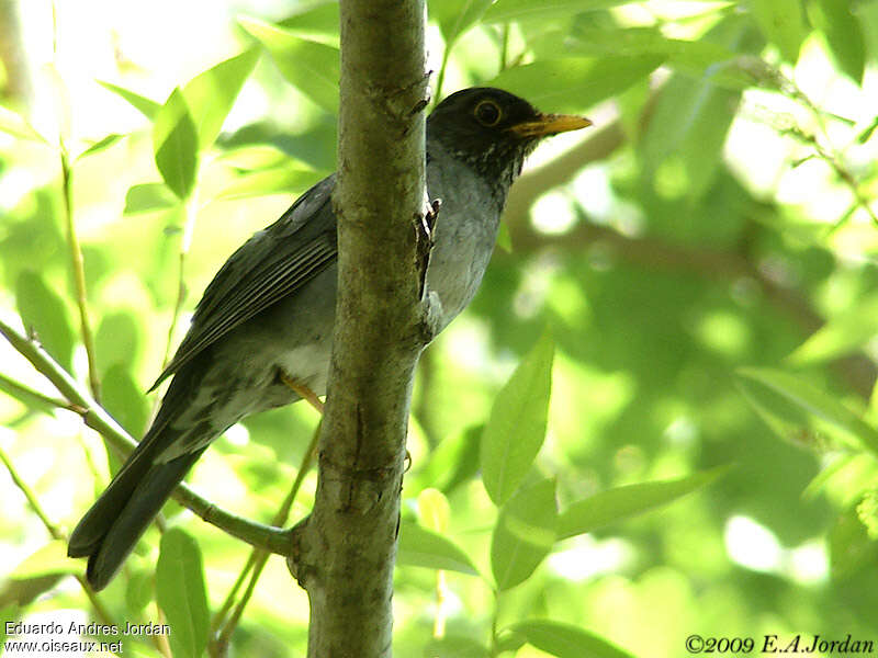 Andean Slaty Thrush male adult, identification