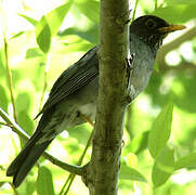 Andean Slaty Thrush