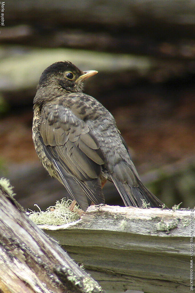 Austral Thrush