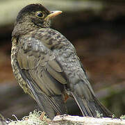 Austral Thrush