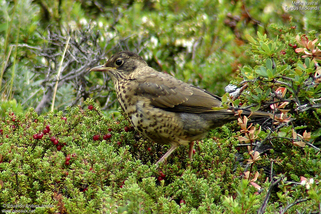 Austral Thrush