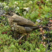 Austral Thrush