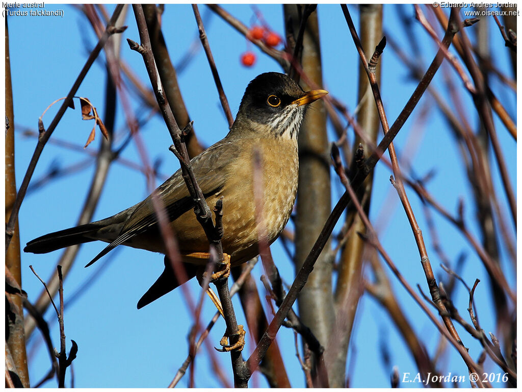 Austral Thrush male adult