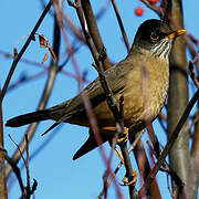 Austral Thrush