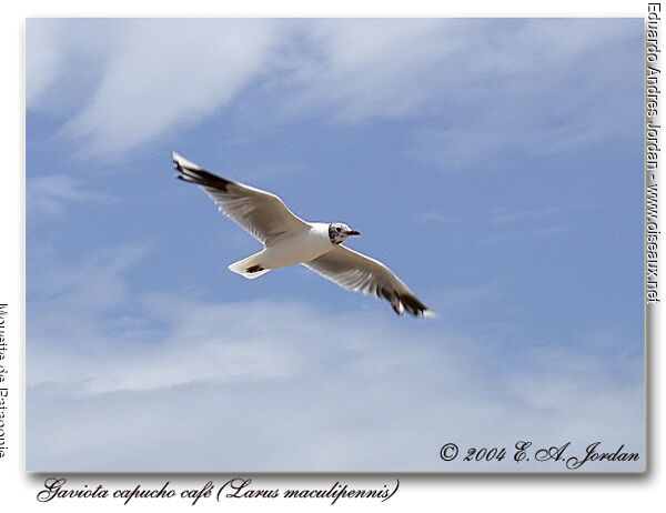 Brown-hooded Gull