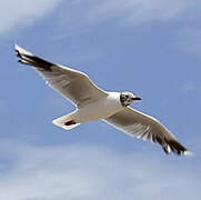 Brown-hooded Gull