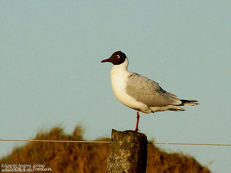 Mouette de Patagonieadulte nuptial