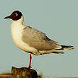 Mouette de Patagonie