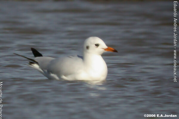 Brown-hooded Gull