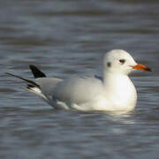 Brown-hooded Gull