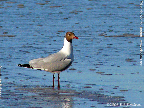 Mouette de Patagonie