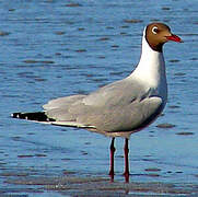 Brown-hooded Gull