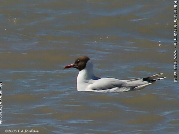 Mouette de Patagonie