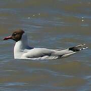 Brown-hooded Gull