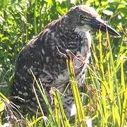 Rufescent Tiger Heron