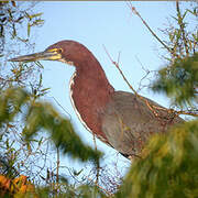 Rufescent Tiger Heron