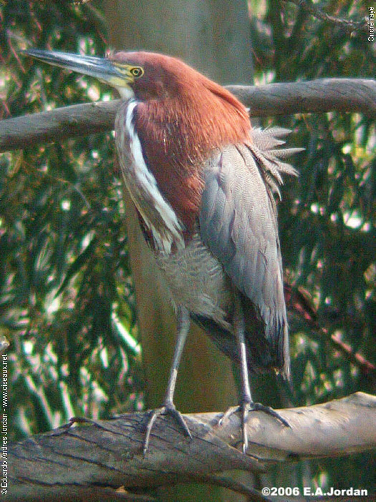 Rufescent Tiger Heronadult