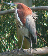 Rufescent Tiger Heron