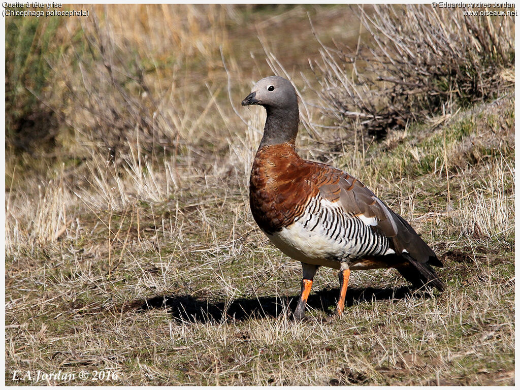 Ashy-headed Goose