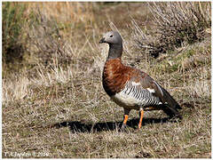 Ashy-headed Goose