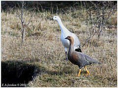 Upland Goose