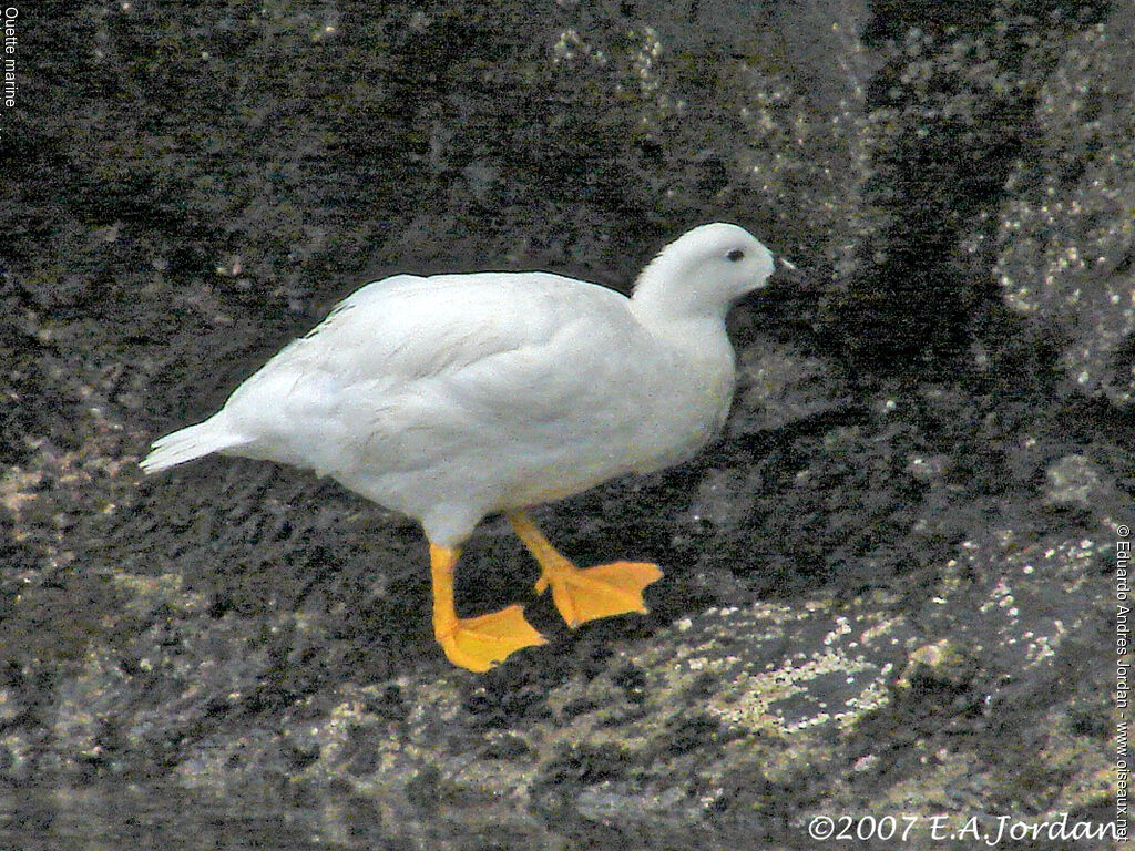 Ouette marine mâle