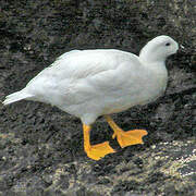 Kelp Goose