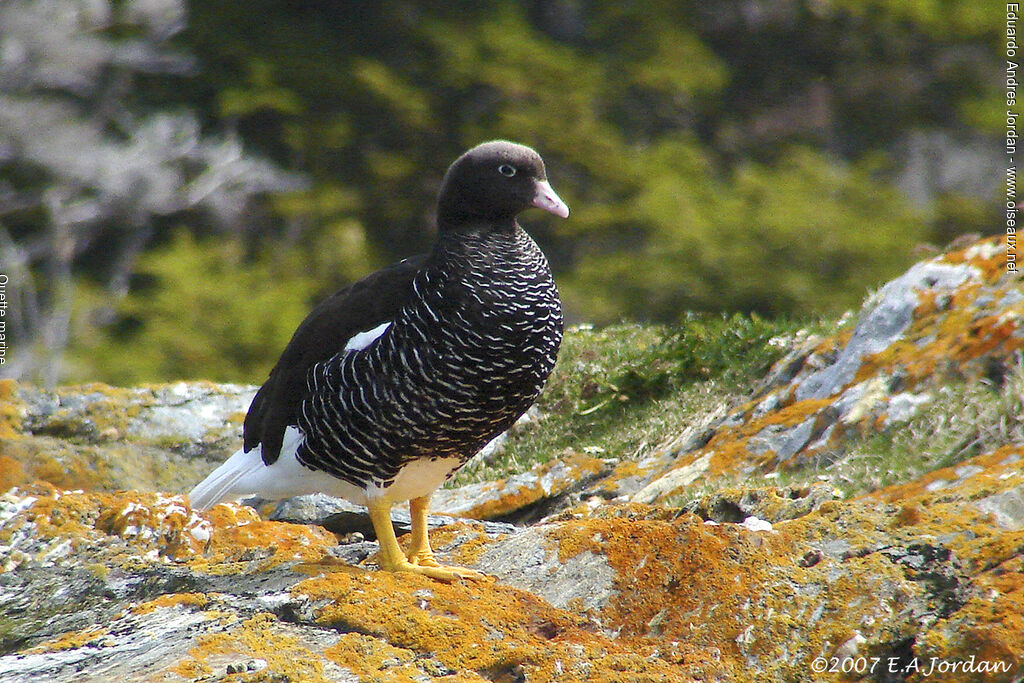 Kelp Goose female