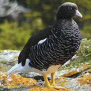 Kelp Goose