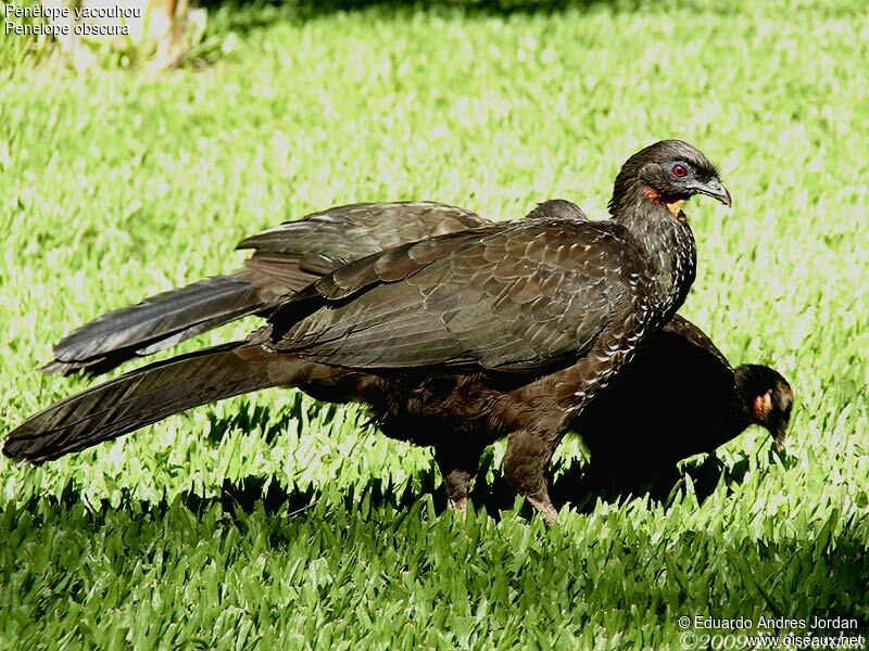 Dusky-legged Guanadult