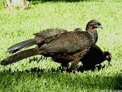 Dusky-legged Guan