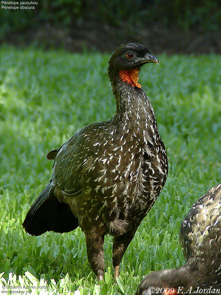 Dusky-legged Guanadult