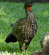 Dusky-legged Guan