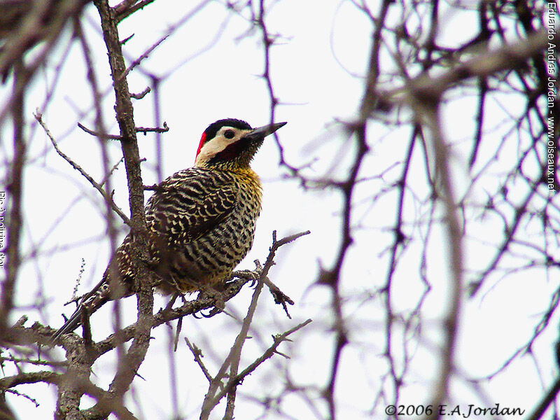 Green-barred Woodpecker (melanolaimus) female