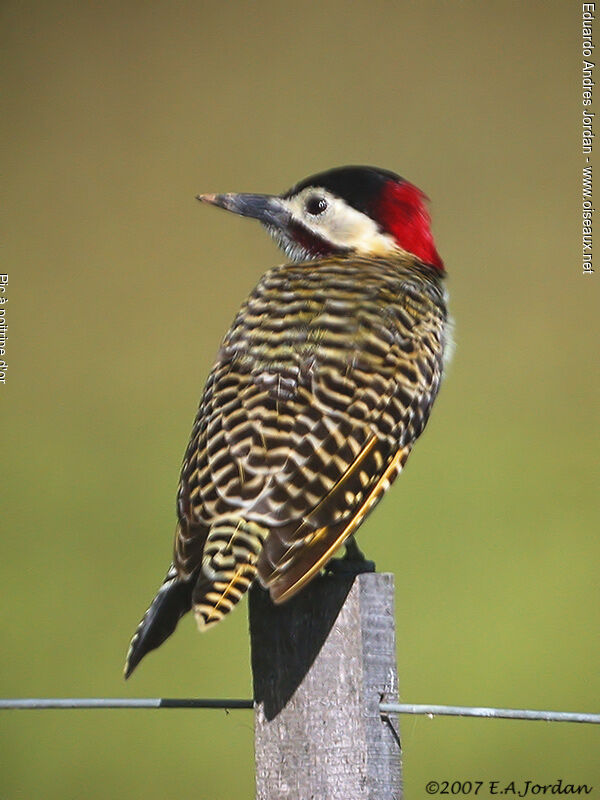 Green-barred Woodpecker (melanolaimus) male