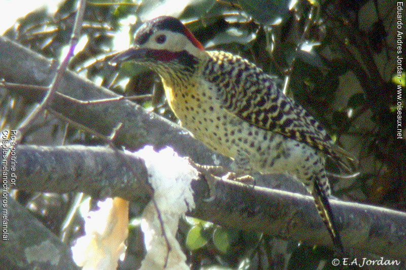 Green-barred Woodpecker (melanolaimus) male