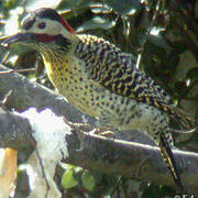 Green-barred Woodpecker (melanolaimus)