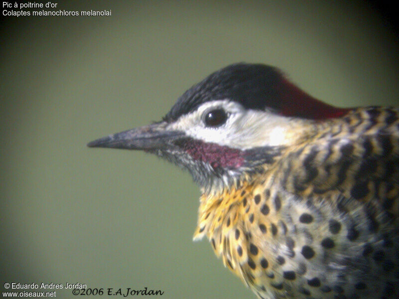 Green-barred Woodpecker (melanolaimus) male