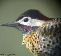 Green-barred Woodpecker (melanolaimus)