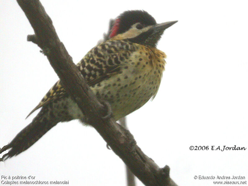 Green-barred Woodpecker (melanolaimus) female