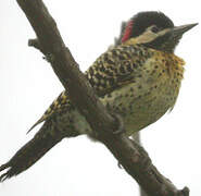 Green-barred Woodpecker (melanolaimus)