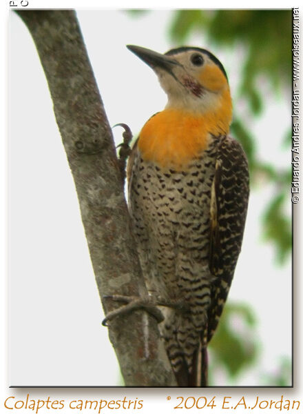 Campo Flicker male juvenile