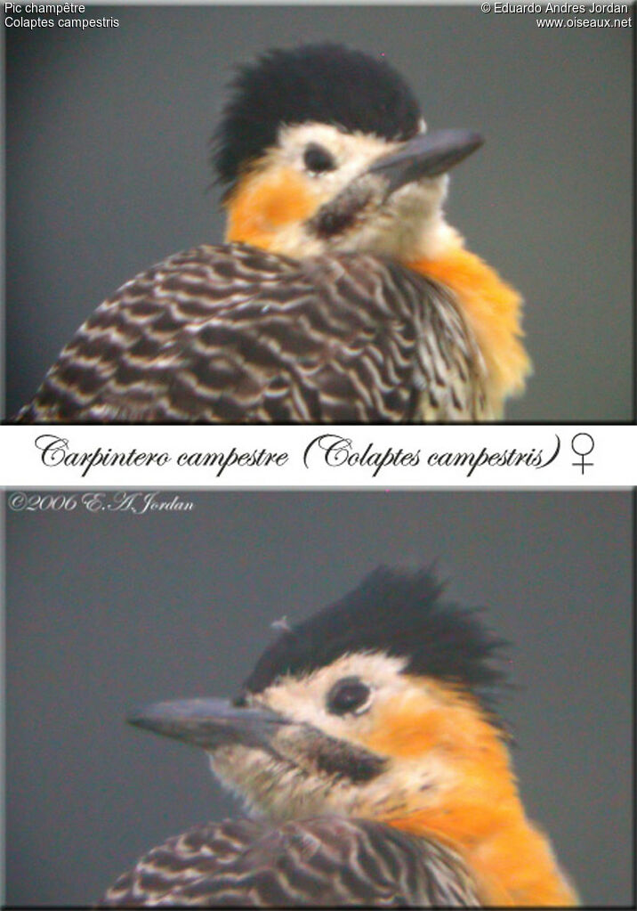 Campo Flicker female