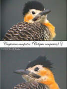 Campo Flicker